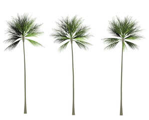 Palm tree 2D rendering graphic picture isolated on white background. For decorating the garden and forest.
