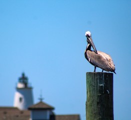 Ocracoke Island pelican 