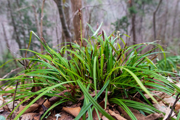 Clump of grass with long slender blades on the forest floor, close-up