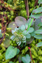 Succulent and moss on forest floor