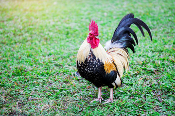 Red chicken hen outside walking in a backyard