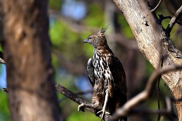 Crested Hawk Eagle
