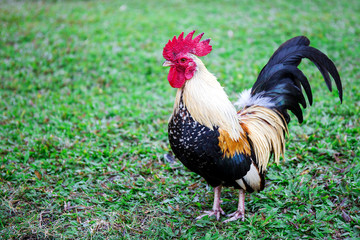 Red chicken hen outside walking in a backyard