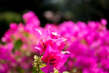 Bougainvillea flower from Thailand