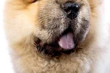 fluffy chow-chow puppy(40 day)