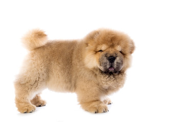 fluffy chow-chow puppy(40 day)