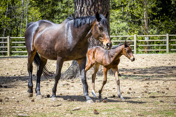 Mother and colt walking along.
