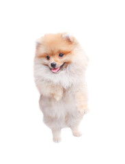 Smiling adorable brown fluffy pomeranian dog standing isolated on white background , animal with happy face and tongue out from mouth