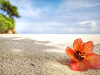 Fototapeta premium Closeup with a blooming red flower on the beach.