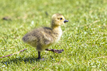 Little gosling marches along in the grass.