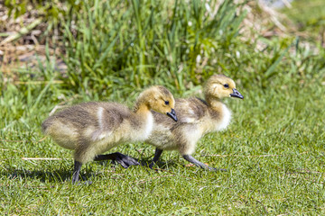 Two little goslings walk in grass.