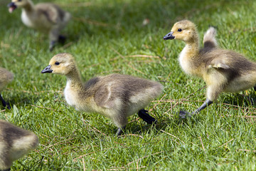 Two goslings run in the grass.