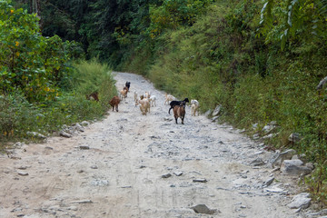 The mountain goat is walking on a small rocky road down the Himalayas.