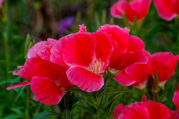 風土記の丘の初夏の花