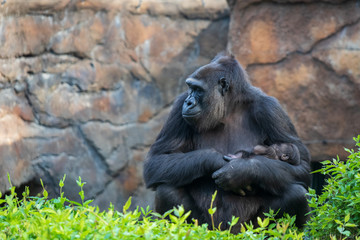 Gorilla holding gorilla baby