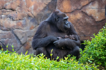 Gorilla holding gorilla baby