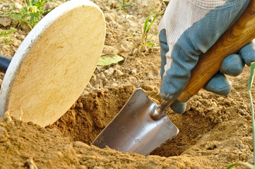 Metal Detecting: Digging while searching for coins with a metal detector