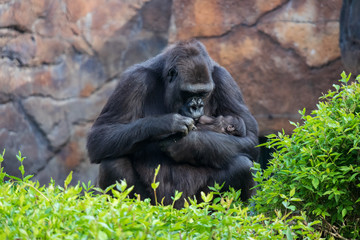 Fototapeta na wymiar Gorilla holding gorilla baby