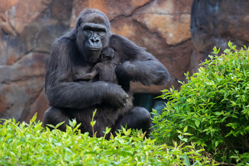 Gorilla holding gorilla baby - Powered by Adobe