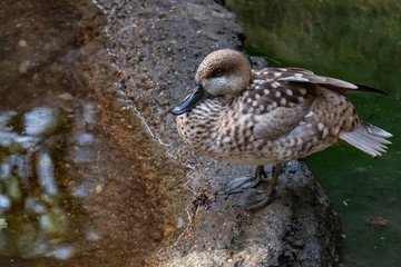 Marbled Teal Duck close-up