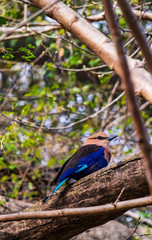 Blue-bellied roller sitting on a tree branch