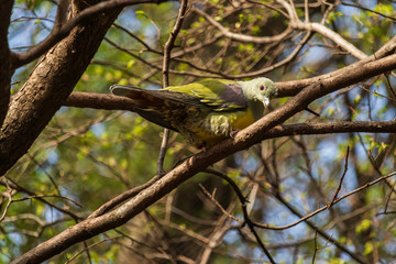 Common Emerald Dove in tree