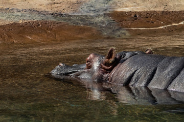 Obraz premium Hippo in the water