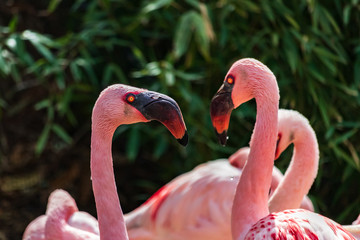 Lesser Flamingo heads close-up