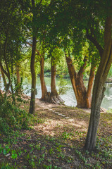 path in the forest by the river