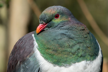 A beautiful kereru (NZ wood pigeon) bird  with its head turned looking intently. 