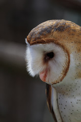 Barn owl face close-up