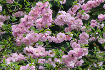 the branches of bushes covered with flowers Sakura pink, Sakura blossom