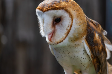 Barn owl close-up