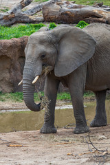 Fototapeta premium Young elephant with short tusks