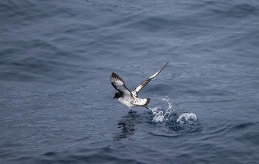 Cape petrel take off