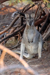 wallaby