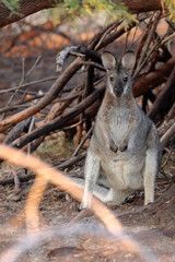 wallaby