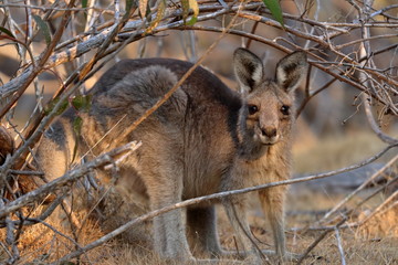 wallaby