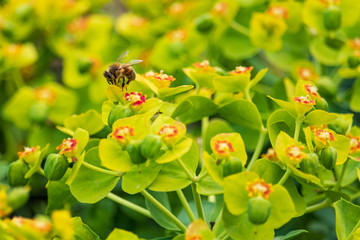 Bee collecting pollen on yellow and red flowers, closeup
