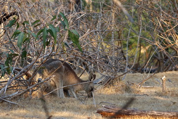 wallaby