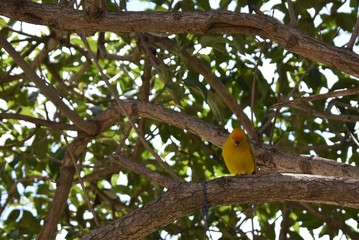 Yellow and orange bird in the tree
