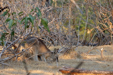wallaby