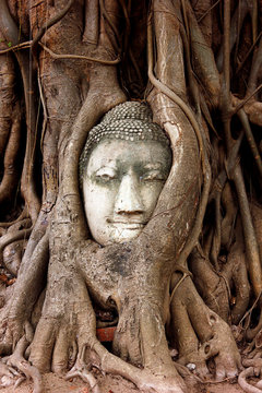 Buddha head sculpture trapped in the roots of a large tree at Wat Mahathat. Ayutthaya historical park Thailand.