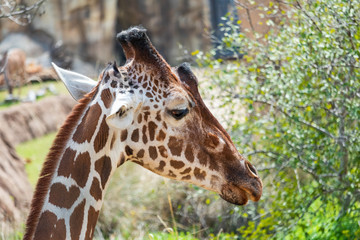 Fototapeta na wymiar Giraffe head close-up