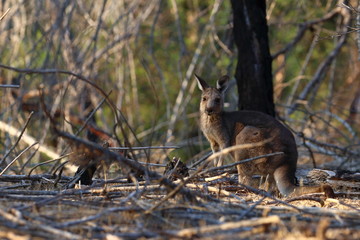 wallaby