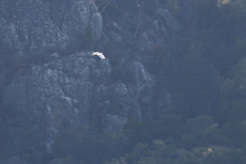 sulphur crested cockatoo