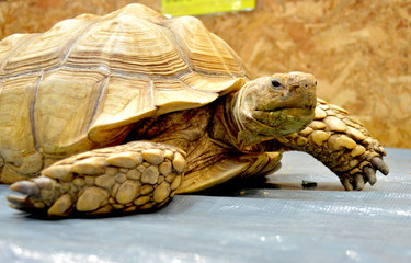 ケヅメリクガメ、リクガメ、アフリカ