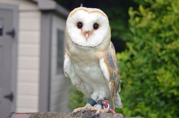 かわいい、肉食動物、猛禽類、