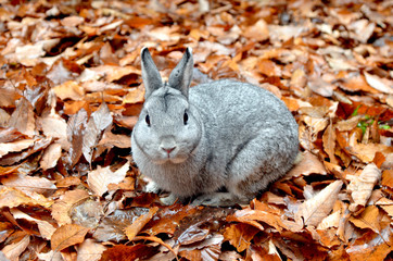 うさぎ、かわいい、もふもふ、ふわふわ、ペット、ふれあい、ノウサギ、野生動物、ワイルド、