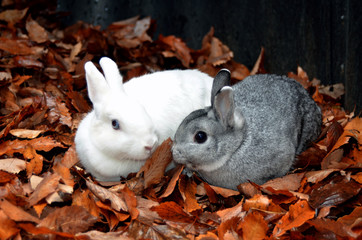 ふれあい、うさぎ